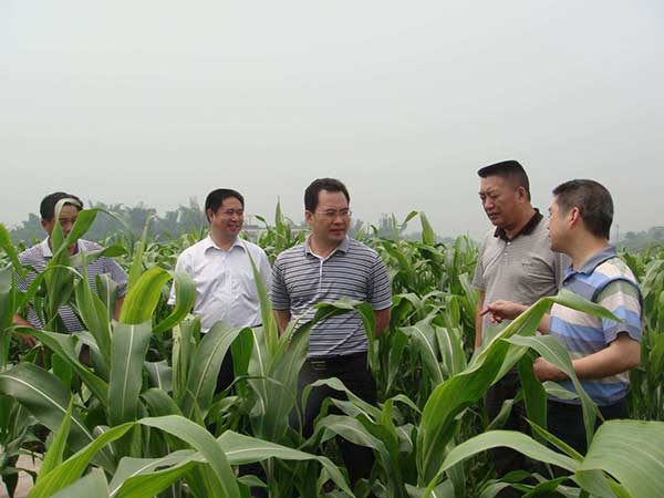 甜高粱種子發芽出苗圖片 甜高粱種子發芽出苗圖片