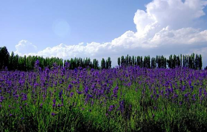 薰衣草2_副本.jpg