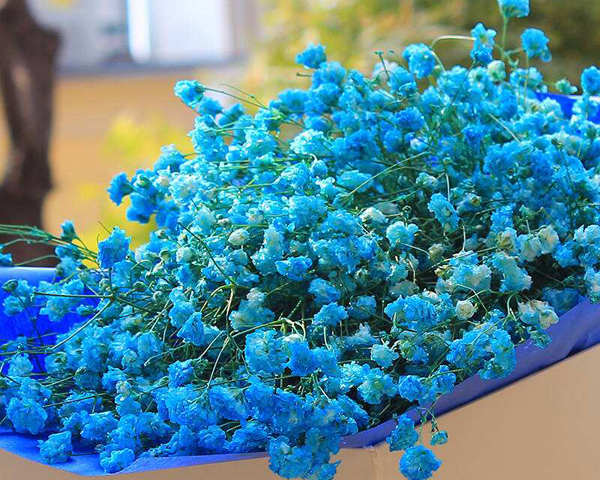 藍色滿天星的花語是什么？藍色滿天星的寓意和象征