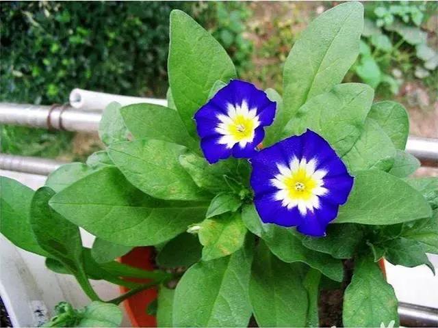 三色旋花種植方法|實用篇