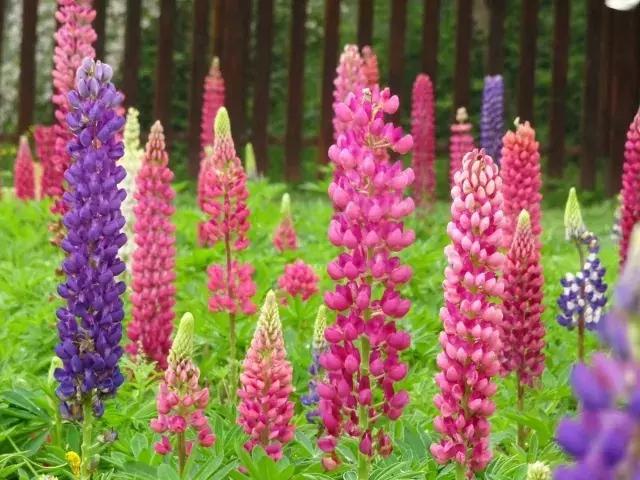 魯冰花繁殖技巧，怎么才能養好魯冰花？