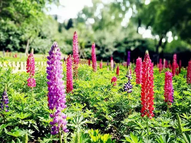 魯冰花繁殖技巧，怎么才能養好魯冰花？