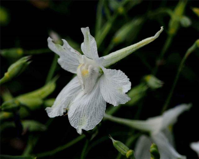 飛燕草是什么？養的時候要注意哪些問題呢？