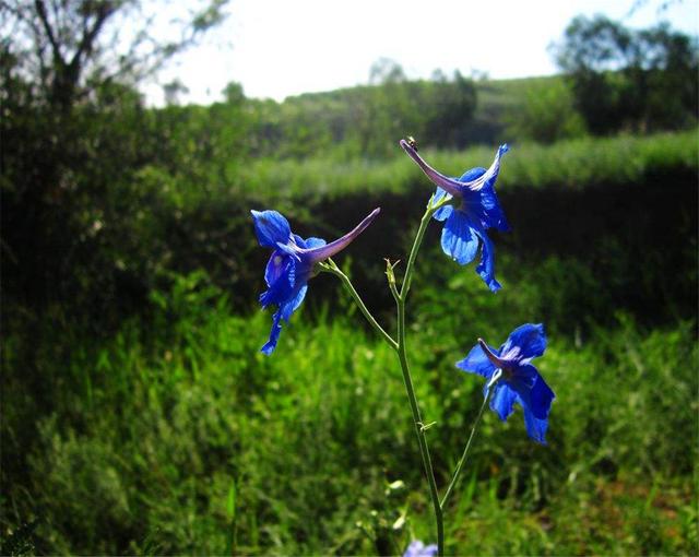 飛燕草是什么？養的時候要注意哪些問題呢？