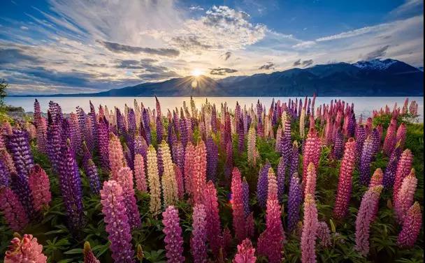 魯冰花的種植方法，魯冰花的實(shí)用價(jià)值