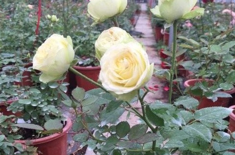 1630232545227705.jpg 87_[E1U5O3NE1ZJMAQ3[N)J.jpg