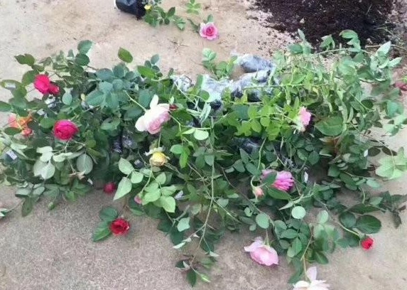 1630232567390158.jpg BW0CU~VI%)O[0C(OQTW1Y3T.jpg