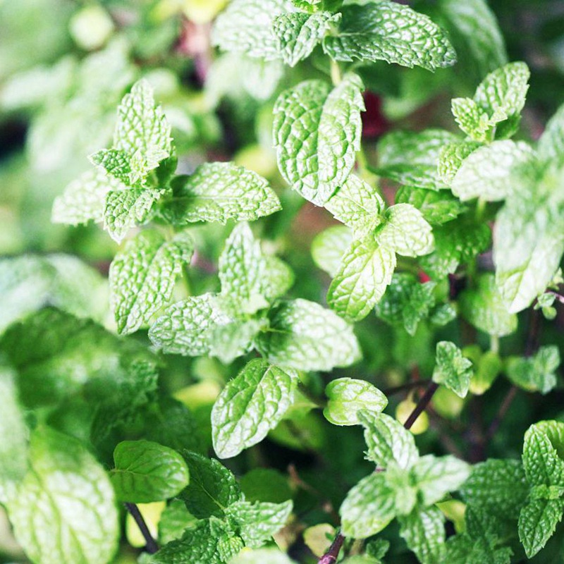 留蘭香薄荷的用途和作用你知道嗎