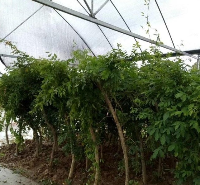 1630238624221528.jpg image.jpg