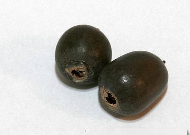 1630241240368789.jpg image.jpg