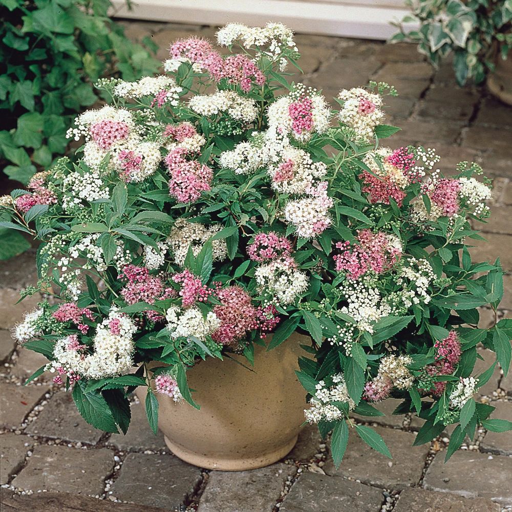 è???ˉ?è???????oè?±???é???????￡?o?è??