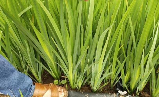 1630243090655280.jpg image.jpg