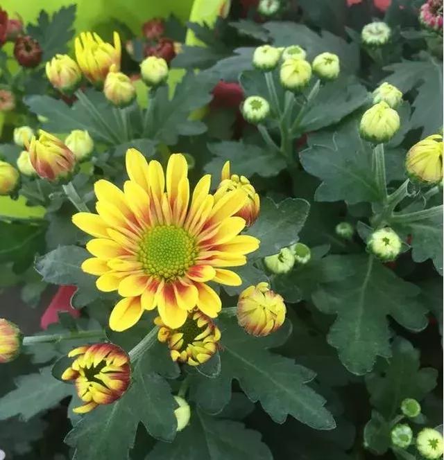 小雛菊如何養護，做到以下四點