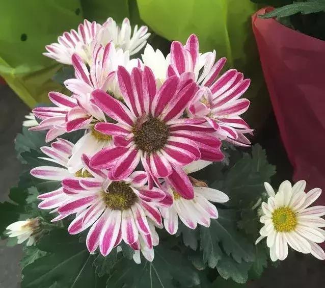 小雛菊如何養護，做到以下四點