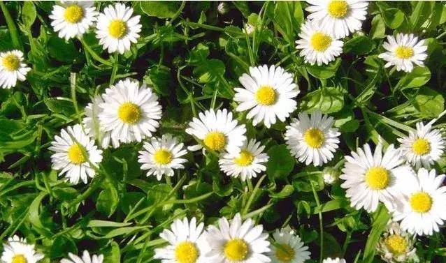 小雛菊如何養護，做到以下四點