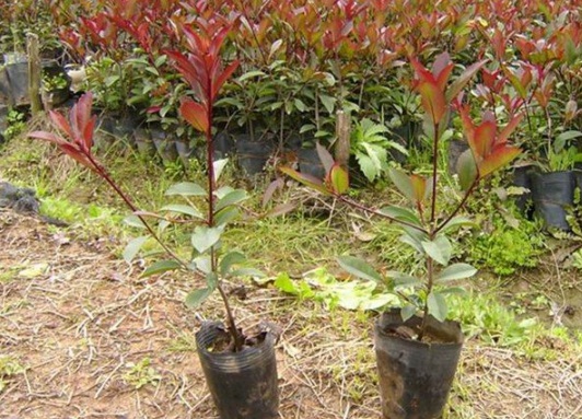 1630482512817983.jpg image.jpg