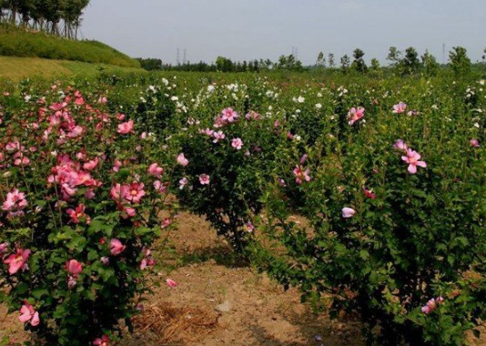 1630482566805713.jpg image.jpg