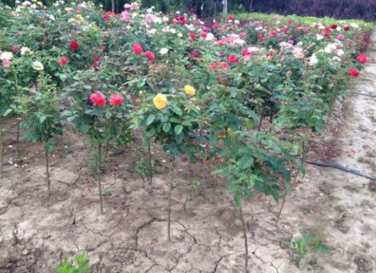 1630484146842257.jpg image.jpg