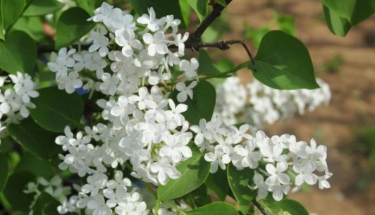 1630501036909781.jpg image.jpg