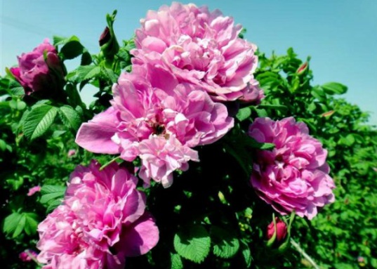 1630548717263171.jpg image.jpg