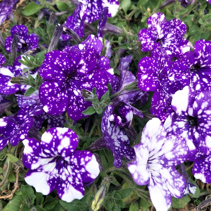 1630751075872341.jpg 24a965c1a0f633d2c8509ba4b516a8e1_1587633243952253.jpg