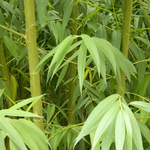 1630763477738025.jpg 1630763477738025.jpg