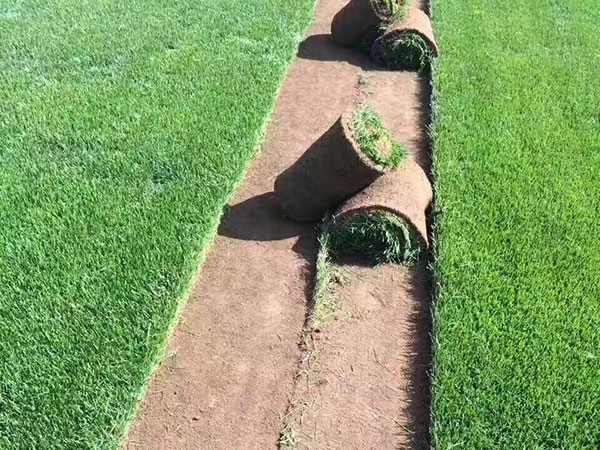 高羊茅草坪圖片