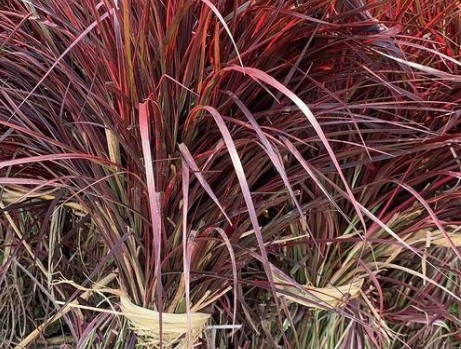 1631065348291896.jpg image.jpg