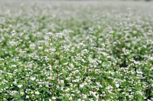 1631081603939318.jpg 1631081603939318.jpg