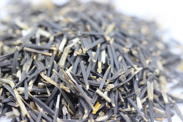 南非萬壽菊種子