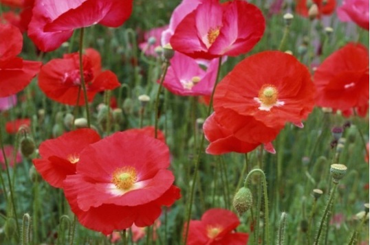 1631089195576151.jpg image.jpg