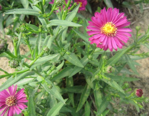 1631441666596927.jpg 1631441666596927.jpg