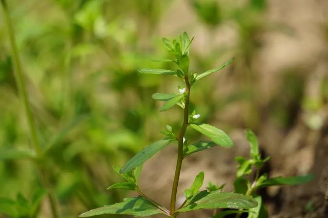 六種婆婆納了解一下