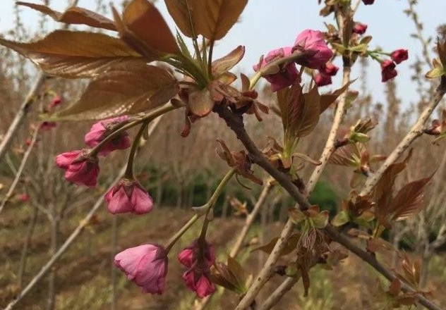 1631516417281579.jpg 1631516417281579.jpg