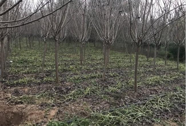 1631516417478095.jpg 1631516417478095.jpg