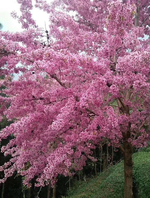 1631516418213565.jpg 1631516418213565.jpg