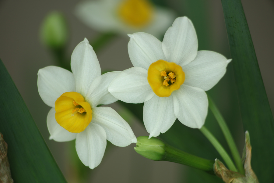 水仙花球的種植時間