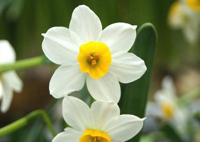 水仙花球的種植時間