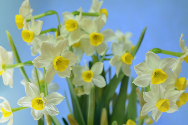 水仙花球的種植時間