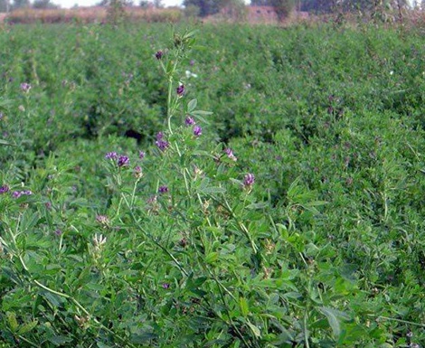 1631846632527211.jpg 1631846632527211.jpg