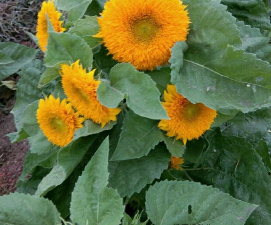 1631850842298301.jpg image.jpg