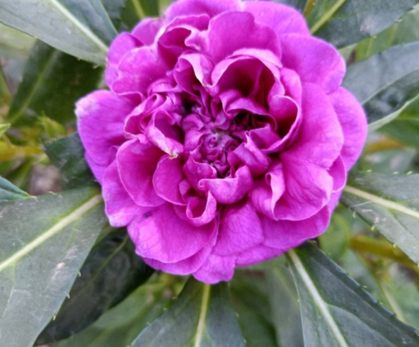 1632367350495191.jpg image.jpg