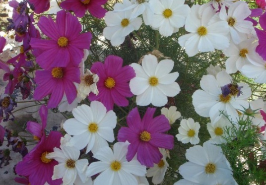 1632379105118319.jpg image.jpg