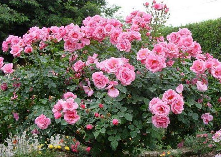 1632494058476323.jpg 1632494058476323.jpg