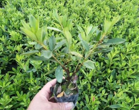 1632542946577897.jpg 1632542946577897.jpg