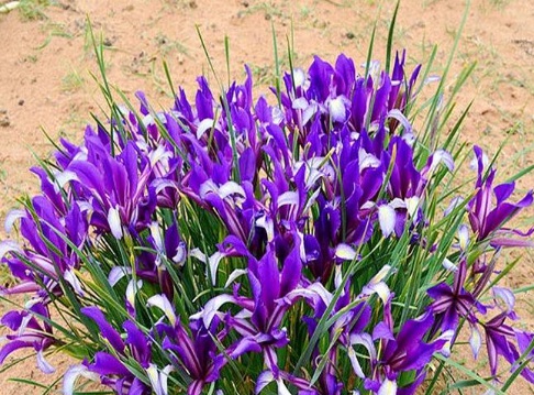 1632579155374509.jpg image.jpg