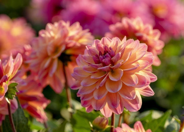 1632580983436936.jpg image.jpg