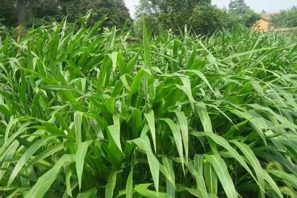 墨西哥玉米草