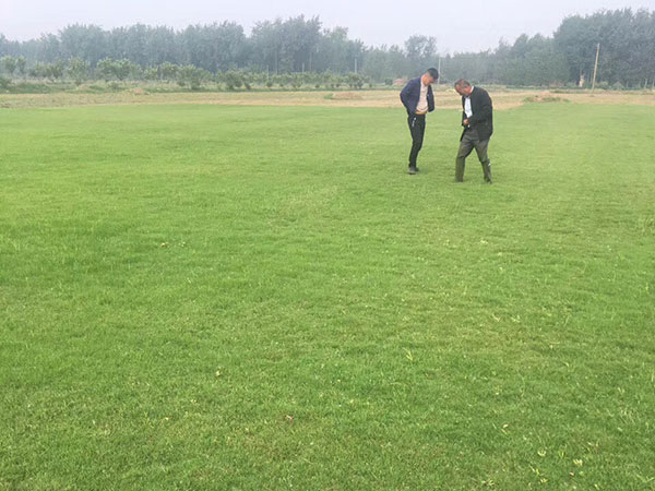 果嶺草草坪圖片