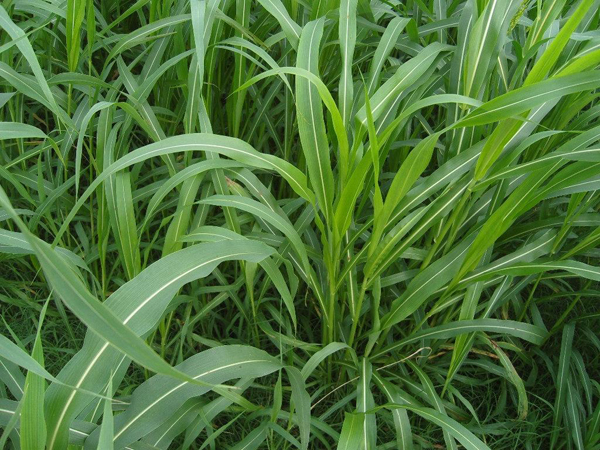 蘇丹草圖片 蘇丹草圖片